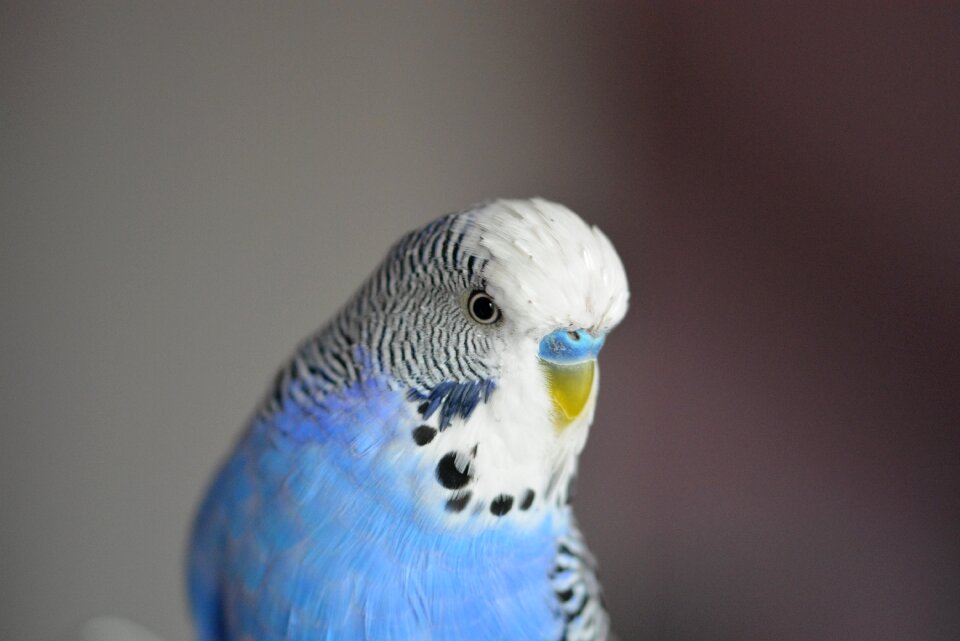 Parakeets pets animal world
