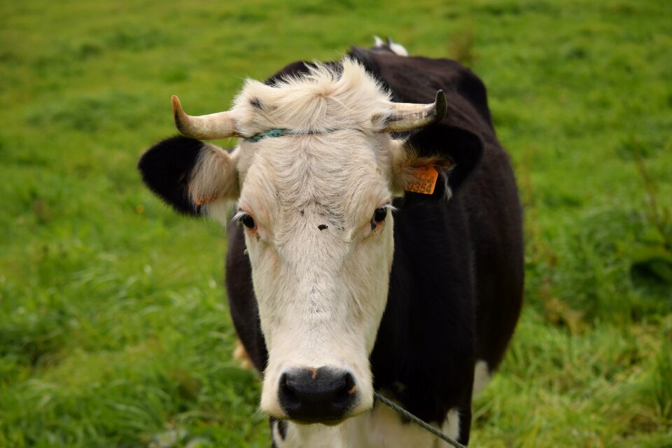 Animal bovine pasture