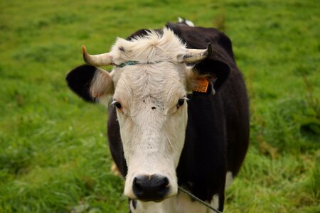 Animal bovine pasture photo