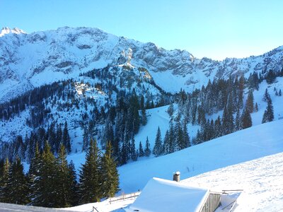 Winter trees snow mountains