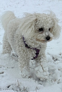Winter white bichon frise