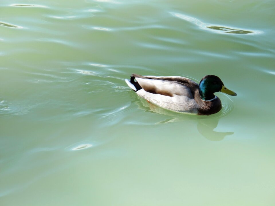Nature bird water
