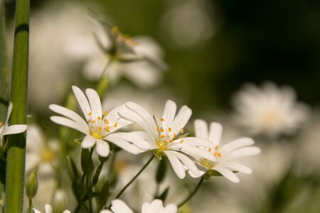 Flowers bloom wild flower