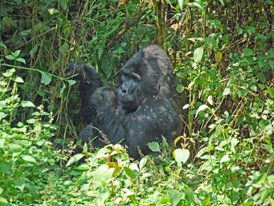 Monkey ape dominant