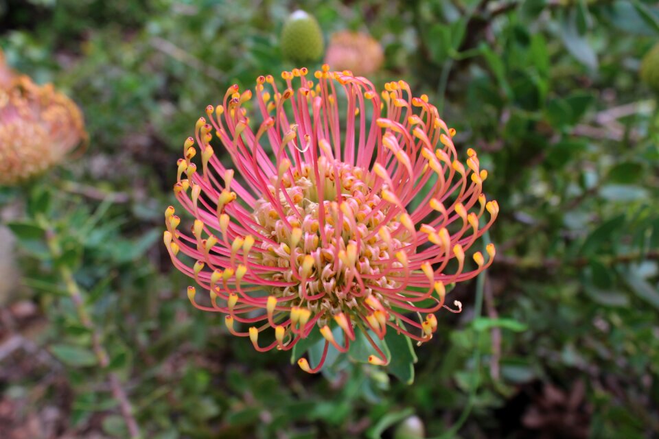 Bloom sugarbushes