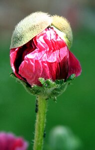 Garden petals field