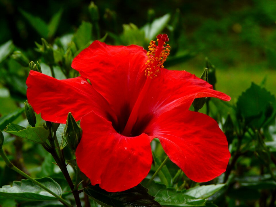 Flower red nature