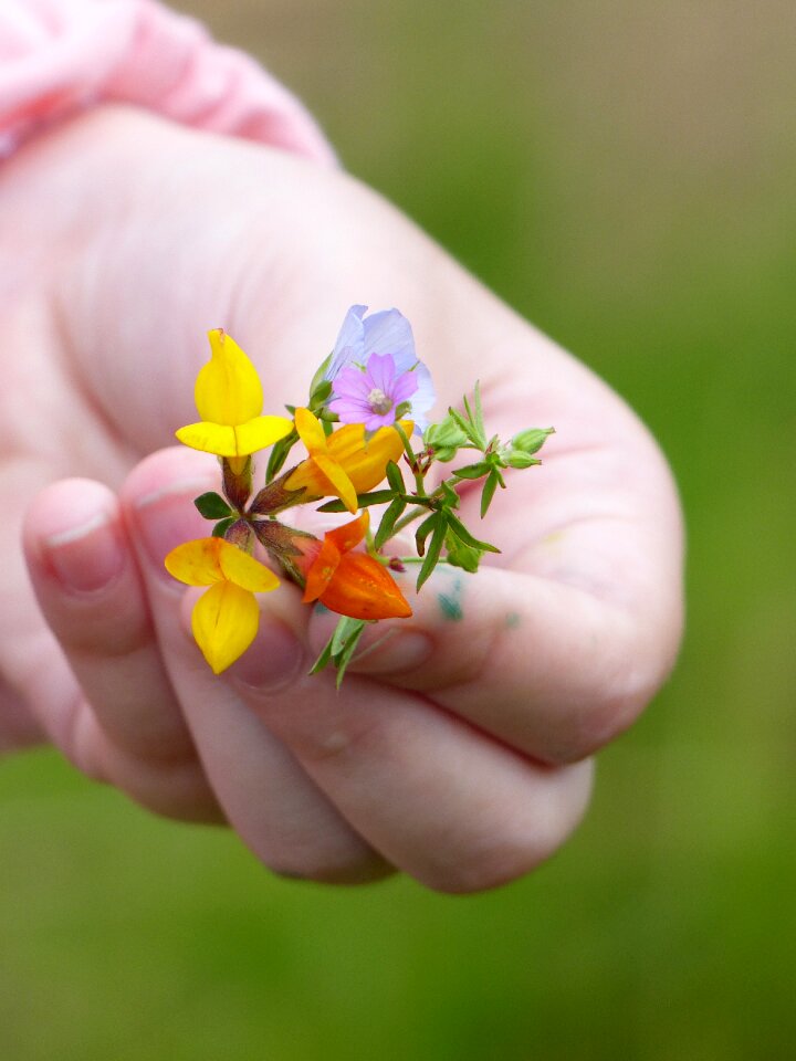 Flowers offer hand