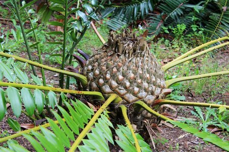Cycad cycadophyta