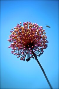 Insect pollen nature