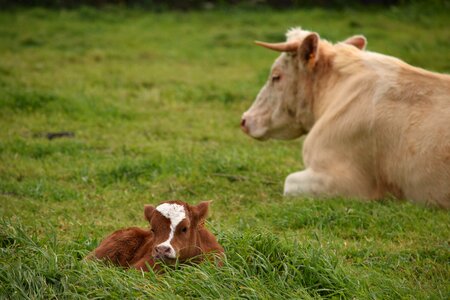 Mother love agriculture photo