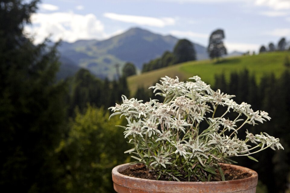 Flowers alpine edelweiß flowerpot