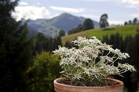 Flowers alpine edelweiß flowerpot