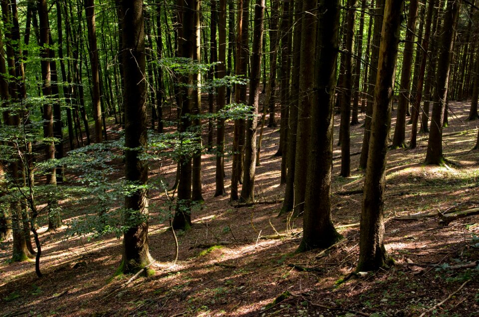 Landscape tree trail