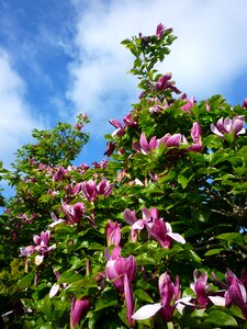 Magnolia sky tree photo