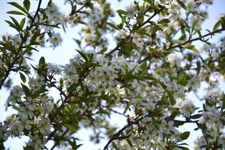 Branch leaves nature