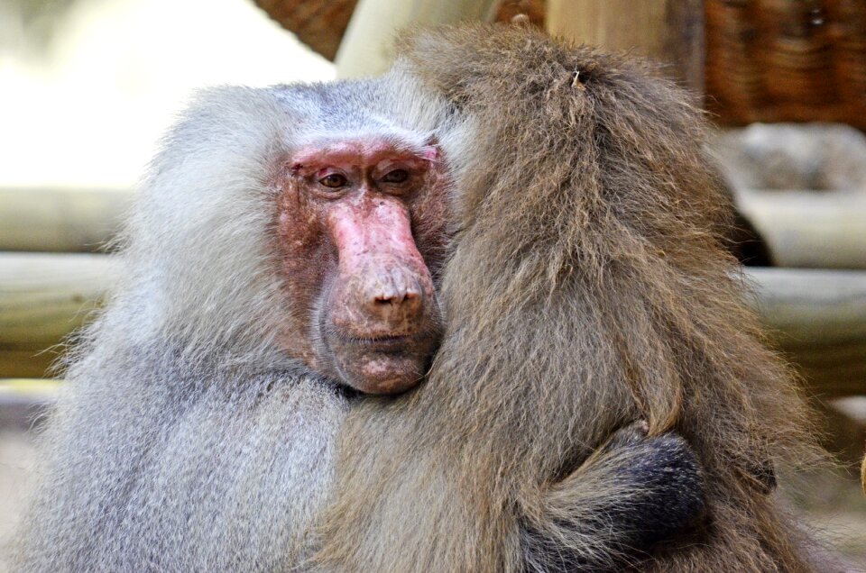 Animals primates old world monkey