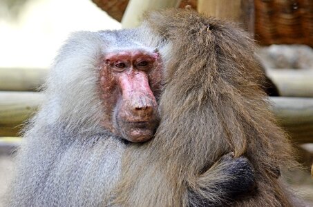Animals primates old world monkey photo