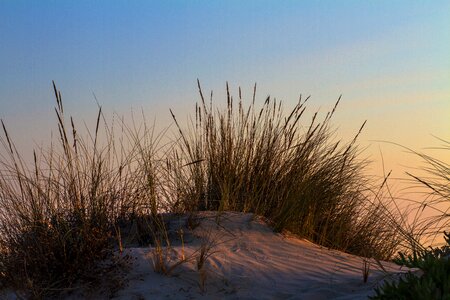 Sea dune by the sea photo