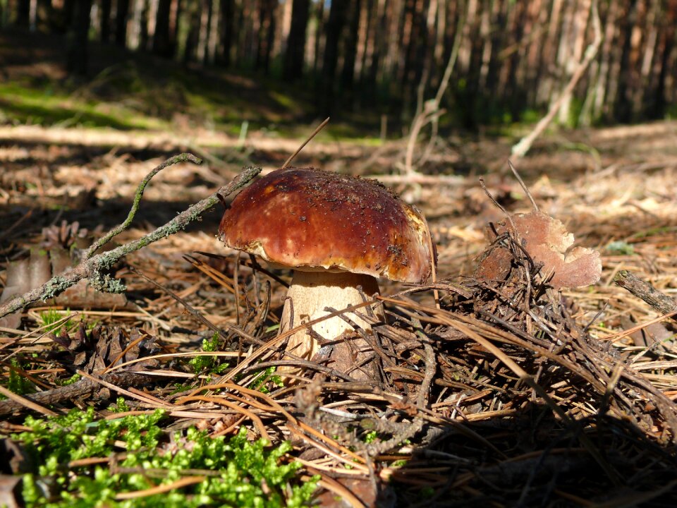 Boletus summer forest