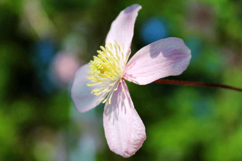 Blossom bloom flower