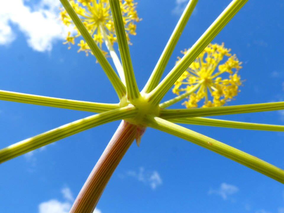 Plant forms geometry naturally
