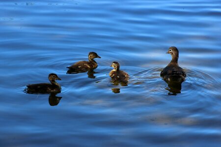 Water lake nature photo