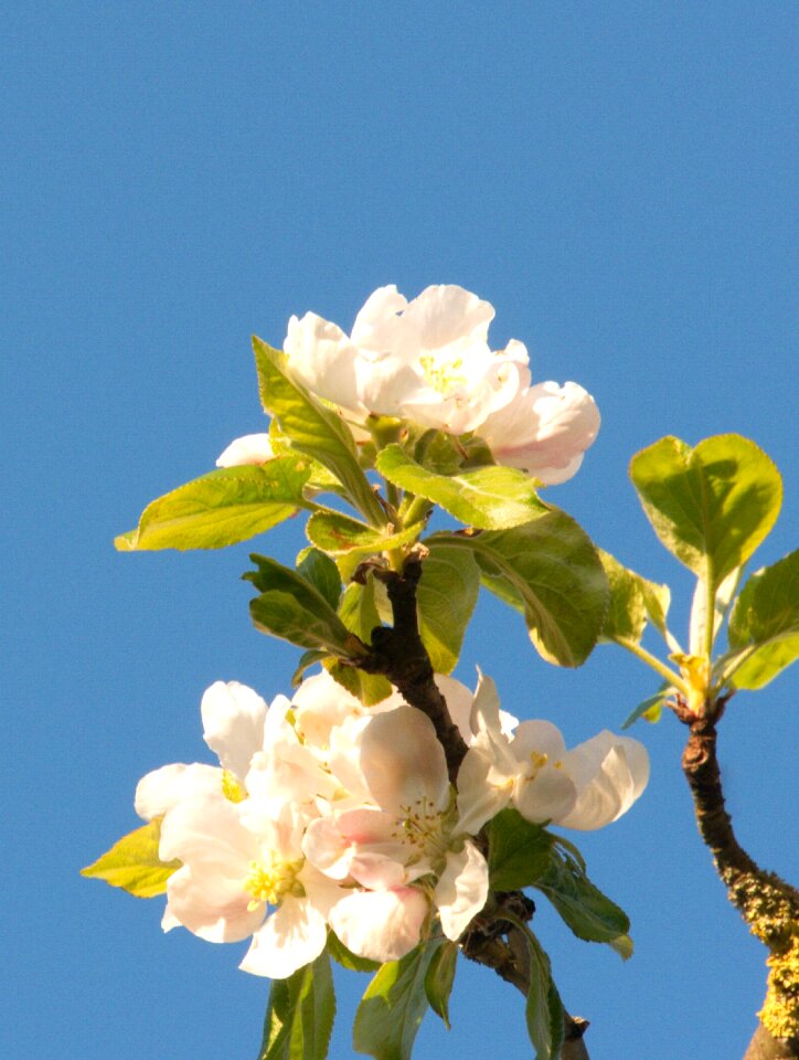 Bloom apple tree white
