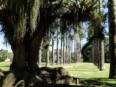 Palm trees path green photo