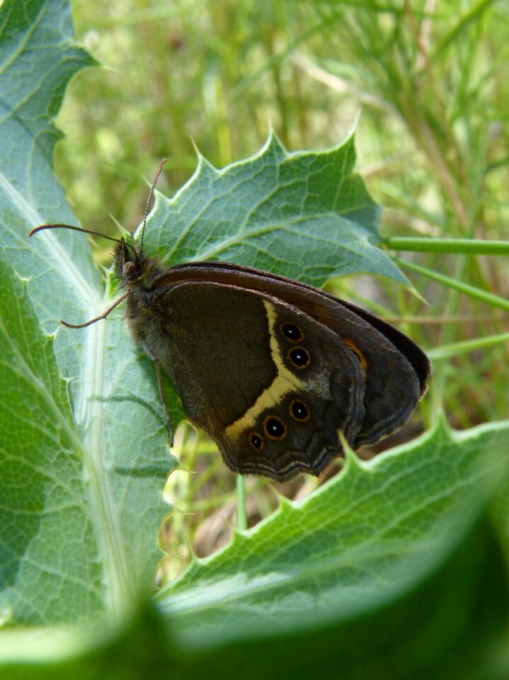 Butterfly lobito list cintada saltabardisses