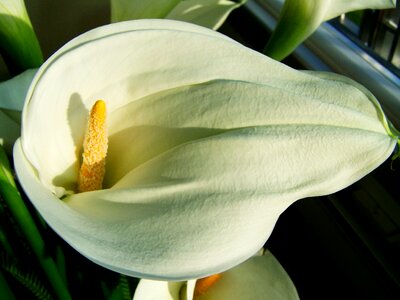 Creeks white flower cut flower