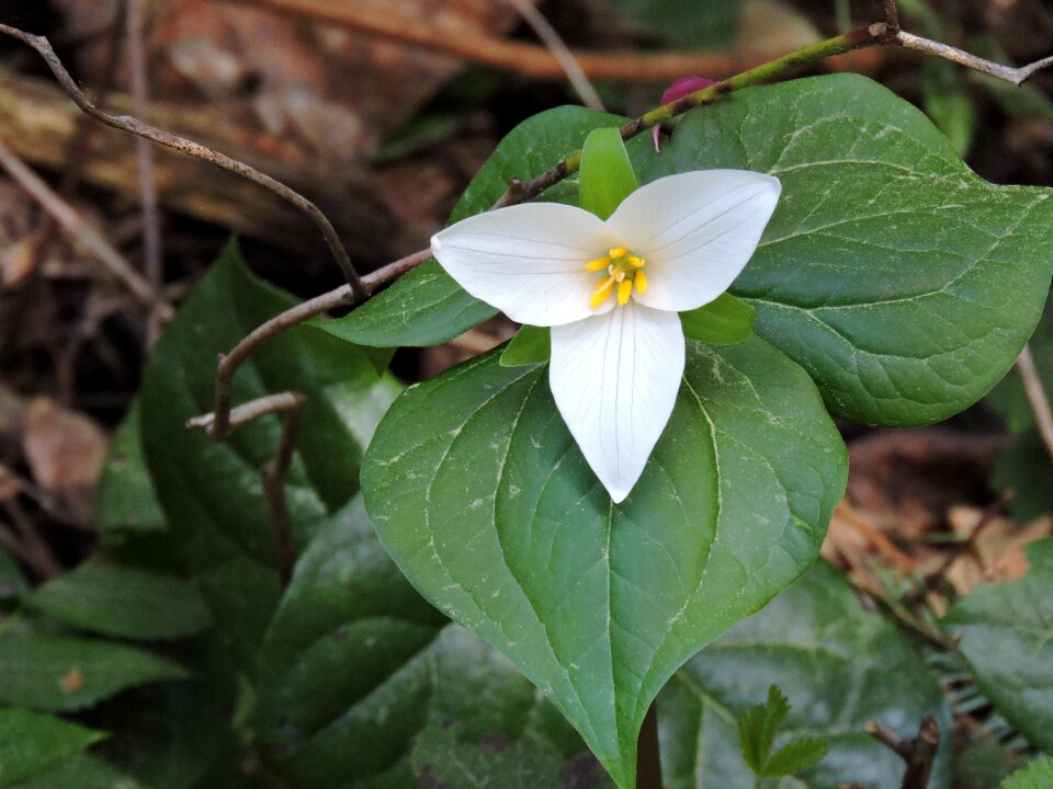 Native plant white flower
