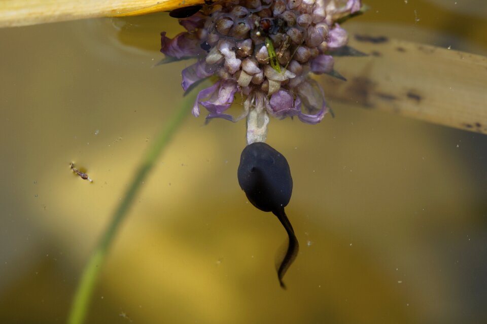Swim curious small