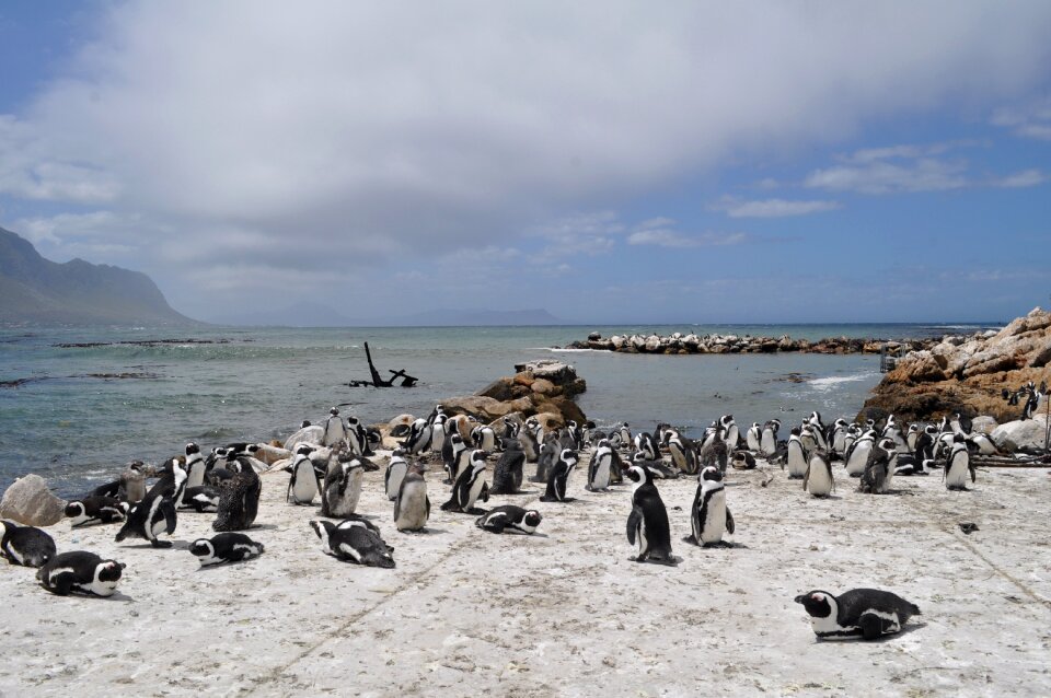 South africa penguin sea