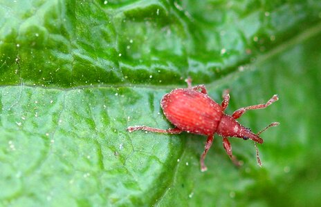 Apion frumentarium weevils red