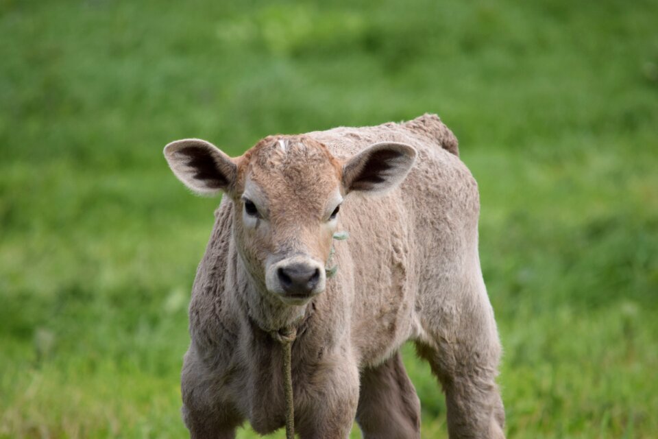Animal livestock rural