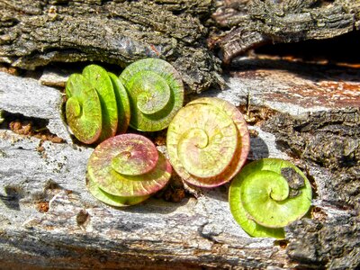Spiral plant form seeds