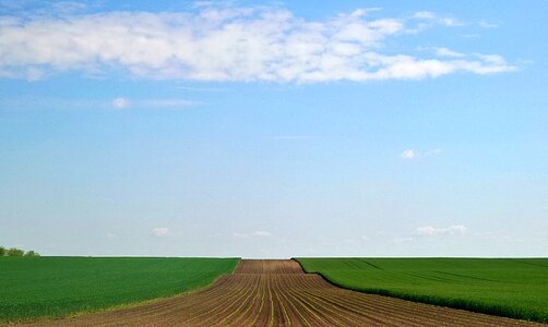 Sowing wheat grain