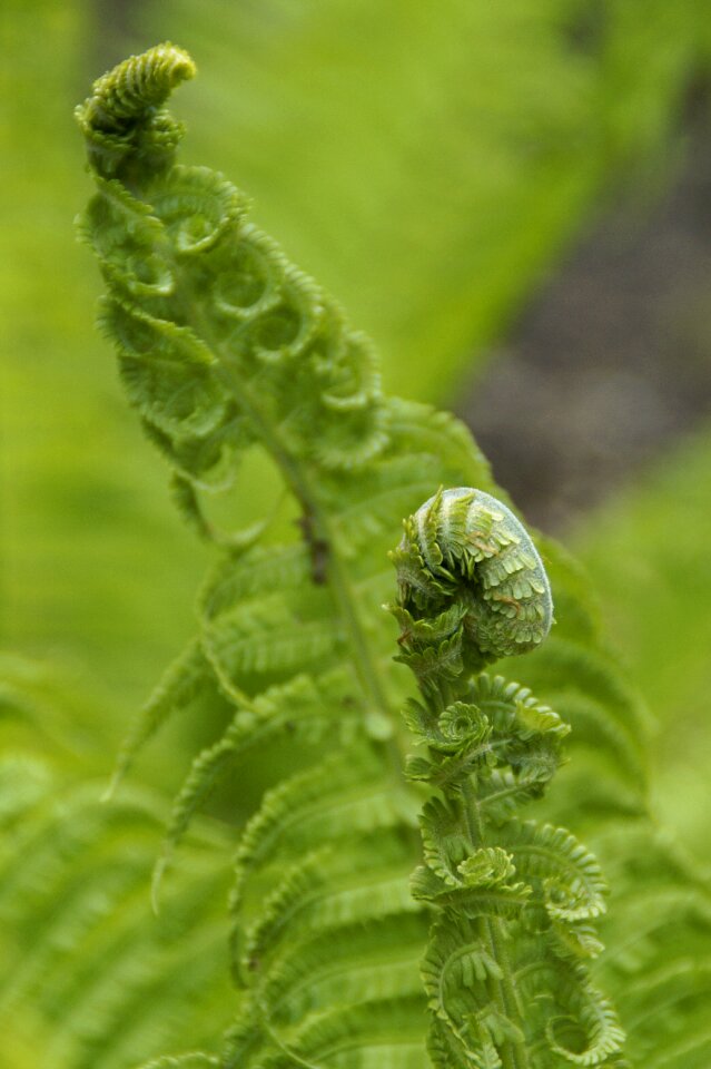 Plant spring forest