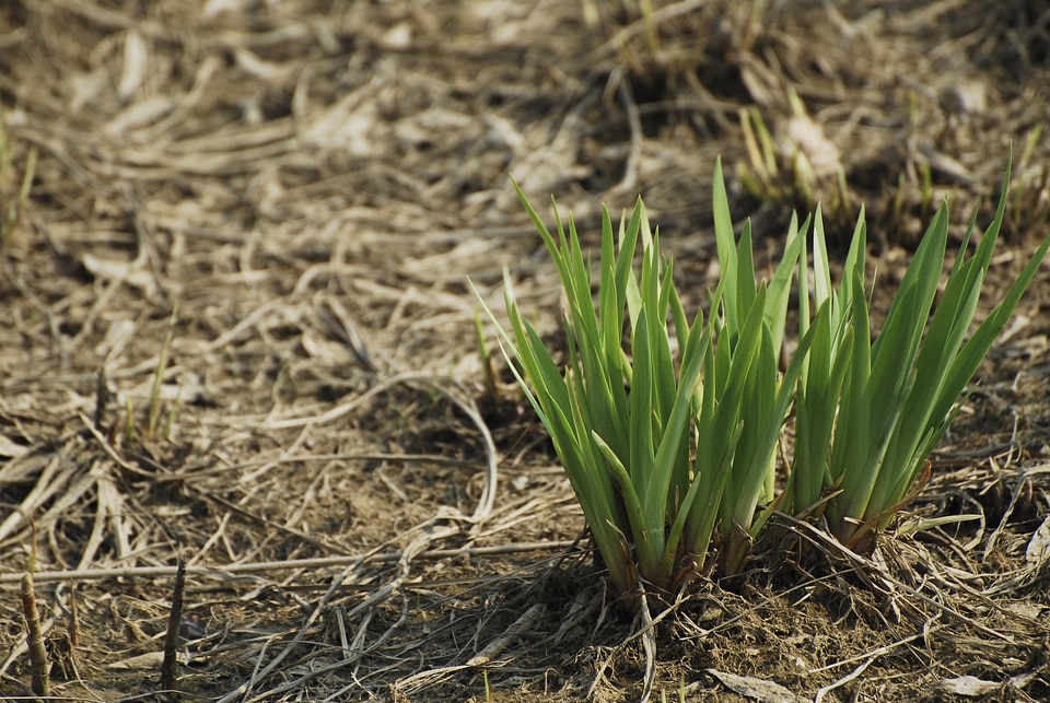 Spring land bud