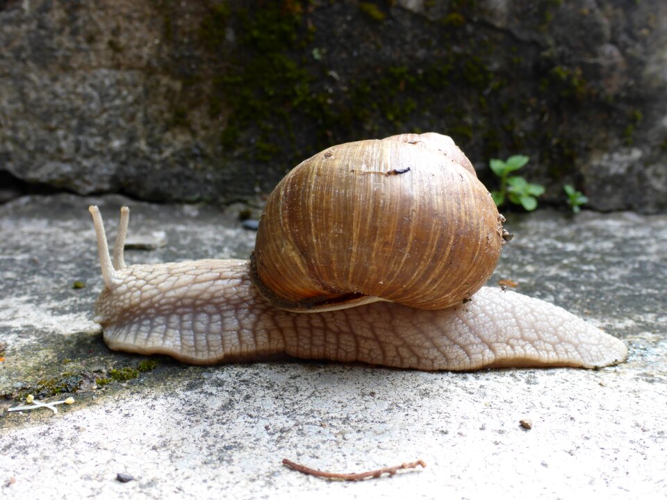 Slowly garden nature