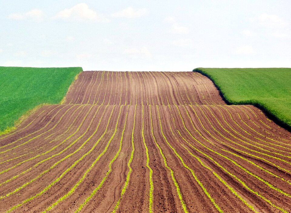 Sowing wheat grain