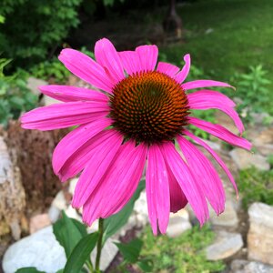 Nature petals summer