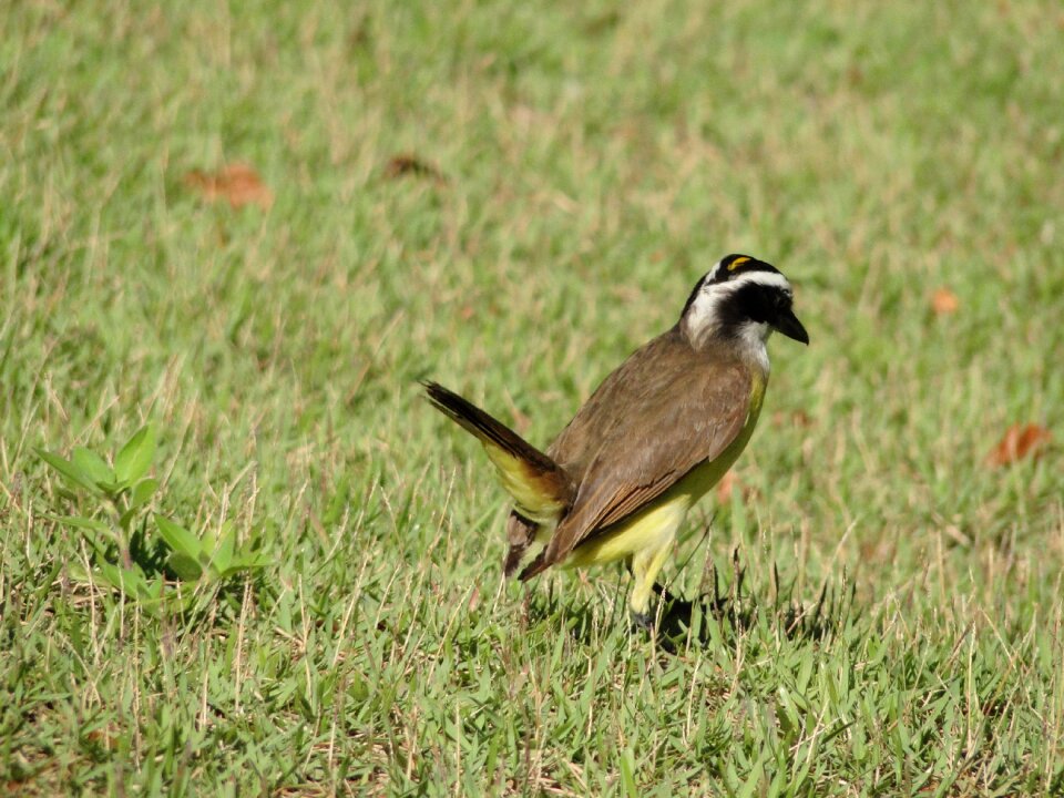 Bird bem-te-vi grass