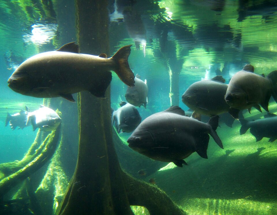 Fauna underwater big fish