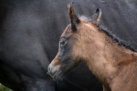 Brown mold thoroughbred arabian horse head photo