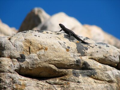 Wildlife nature wild