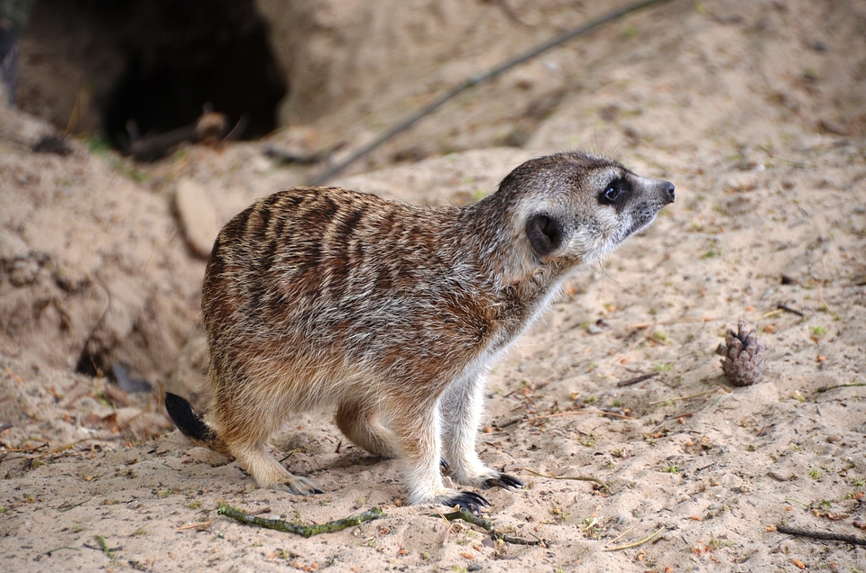 Scharrtier species of mammal mongoose