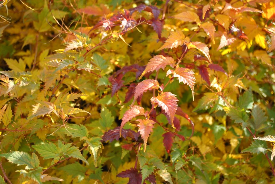 Fall colors autumn colors autumn nature
