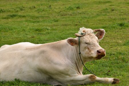 Cow pasture photo